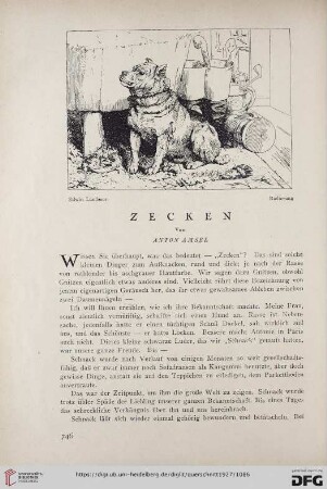 7: Zecken