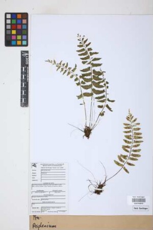 Asplenium L.