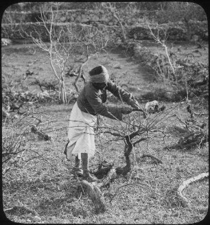 pruning vines [Weinstöcke]