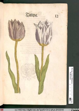 Tulipa [Tulpen].