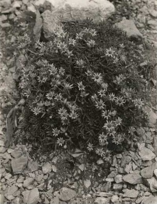 Europa. Borsten-Steinbrech (Saxifraga)