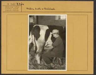Landwirtschaftsschule in Crostwitz. Melken. : Ratarska šula w Chrósćicach. Dejenje.
