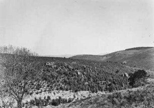 Baumplantage : Ein Baumpflanzungen an Hängen, dazwischen einige Felsen.