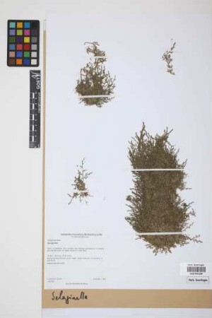 Selaginella P. Beauv.