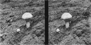 Perlpilz : Perlpilz (Amanita rubescens).