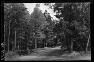 Langenbernsdorf, Partie im Werdauer Wald mit Bauernsteig