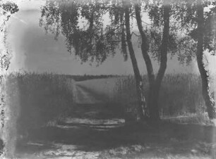 Feldweg mit Birkengruppe