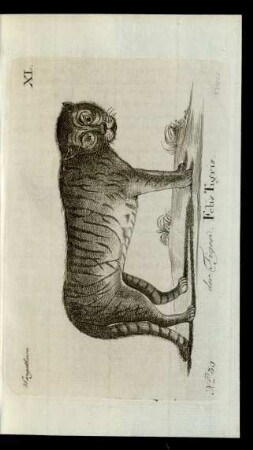 No 39 der Tiger. Felis Tigris.