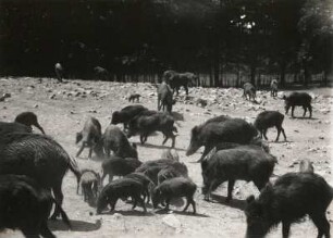Schwarzwild im Moritzburger Wildgehege