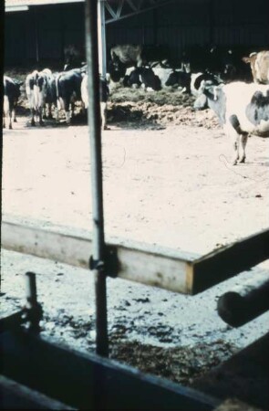 Fotografie: Milchviehhaltung, Laufstallhaltung, Futtervorlage