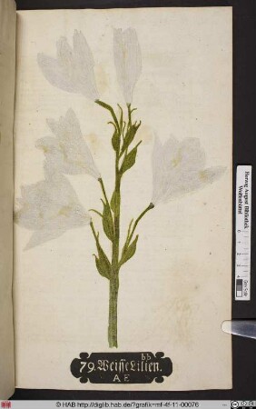 Weisse Lilien. A E [Lilium]