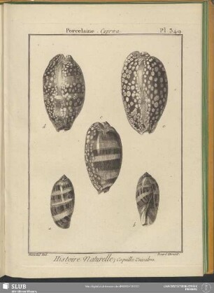 Pl. 349. Porcelaine. Cypraea