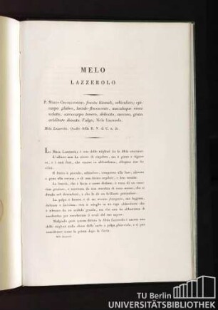 Melo Lazzerolo