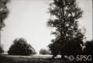 Branitz, Park.