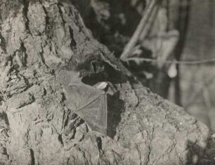 Mopsfledermaus (Barbastella barbastellus Schreb.) im Begriff abzufliegen