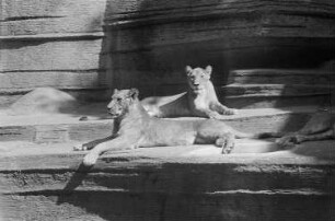 Löwen im Zoo