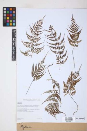 Asplenium spec.