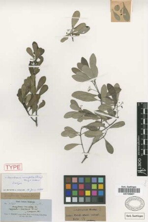Torralbasia cuneifolia (Gray) Krug & Urb. [isotype]