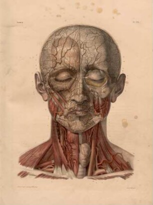 Arterien im Gesicht und am Hals