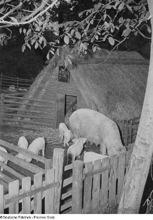 Schweineställe