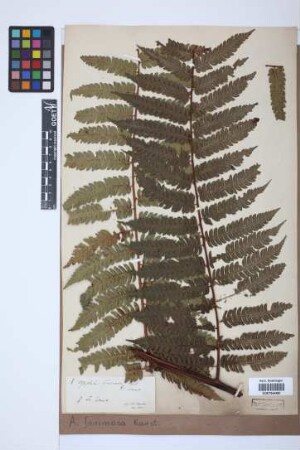 Alsophila farinosa Karst.[original material]