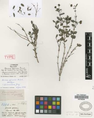 Ginoria americana Jacq. var. spinosa (Griseb.) Graham[holotype]