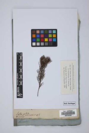 Serruria rubricaulis R.B.