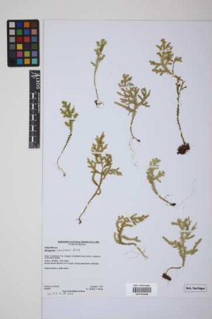Selaginella haenkeana Spring