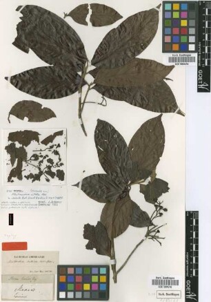 Nectandra nitida Mez [type]