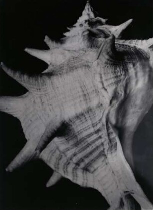 Murex, Stachelschnecke