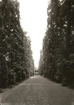 Dux (heute Duchcov / Tschechien). Geschnittene hohe Allee im Park des Schlosses Waldstein
