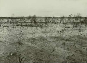 Kippenaufforstung im Tagebau IV Klein-Leipisch nordwestlich von Lauchhammer