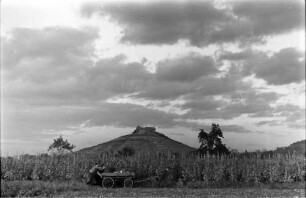 Staufen: Weinrebenlandschaft und Abendhimmel