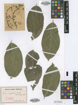 Bunchosia guatemalensis Nied. [type]