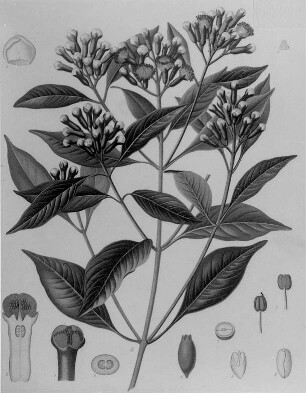 Gewürznelkenbaum (Eugenia caryophyllata), farbig : Geographie | Wirtschaftsgeographie | Zucker-, Gewürz- und Getränke liefernde Pflanzen | Gewürzplanzen (Muskatnuß, Zimt, Vanille)