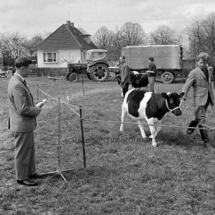 Kälberschau: Veranstalter Landjugend Reinfeld: auf Gelände der Rinderbesamungsgenossenschaft Reinfeld und Umgebung, Krögerkoppel: Führen von Kälbern im Vorführkreis: dabei Heinrich Blunck junior aus Westerau mit Kalb: links Sprecher am Mikrofon: hinten Traktor mit Transport-Anhänger, Wohnhaus, 5. Mai 1962