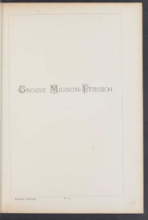 VI. 14. Grosse Mignon-Pfirsich