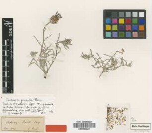 Centaurea pinardii Boiss. [isotype]