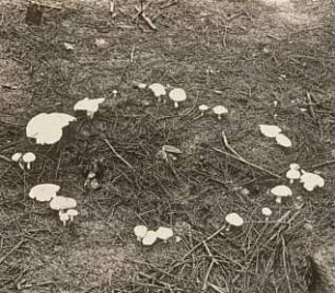 Sachsen, Rochlitzer Berg. Gefleckte Rosasporrübling oder Gefleckter Rübling (Rhodocollybia maculata, syn. Collybia maculata)
