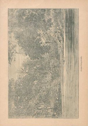 Lianen-Hängebrücke