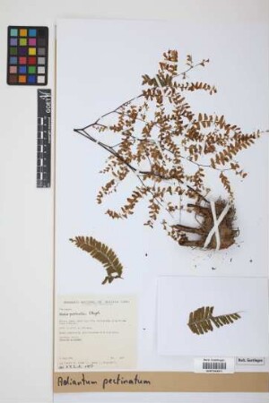 Adiantum pectinatum Kunze & Ettingsh.