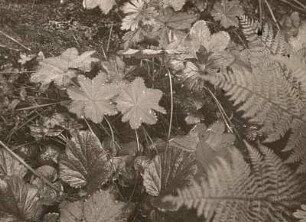 Spitzlappiger Frauenmantel (Alchemilla vulgaris; Syn.: Alchemilla acutiloba Opiz, Alchemilla acutiloba var. stellata Poelt, Alchemilla acutangula Buser), auch Gemeiner Frauenmantel oder Gewöhnlicher Frauenmantel