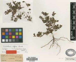 Scutellaria nummularia Fenzl ex Boiss.