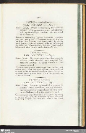Cypraea Avellana. Tab. CCCL XXVIII. - Fig. 3