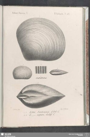 Pl. 425