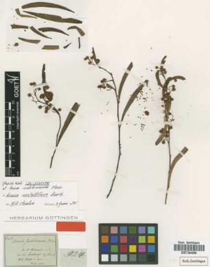 Acacia subbinervia Meisn. [Isosyntype]