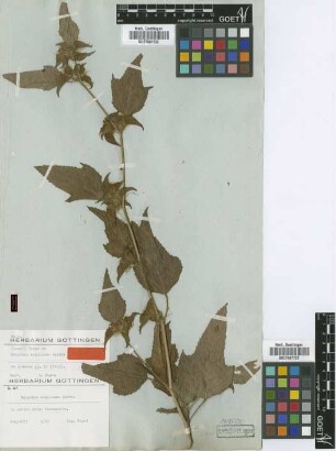 Malachra kegeliana Garcke [isotype]