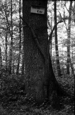 Sessenheim: Goethe-Eiche und Apfelbaum