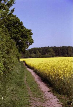 Bargteheide Richtung Tremsbüttel: Rapsfeld mit Feldweg
