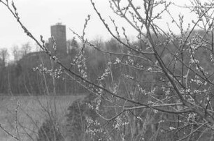 Frühling am Turmberg